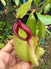 Load image into Gallery viewer, N. Hookeriana - Specimen 4
