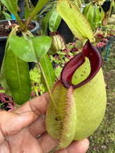 Load image into Gallery viewer, N. Hookeriana - Specimen 4
