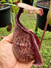 Load image into Gallery viewer, N. rafflesiana - Specimen 1

