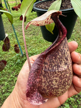 Load image into Gallery viewer, N. rafflesiana - Specimen 1
