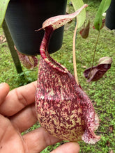 Load image into Gallery viewer, N. rafflesiana - Specimen 2
