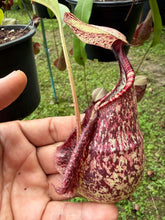 Load image into Gallery viewer, N. rafflesiana - Specimen 2
