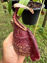 Load image into Gallery viewer, N. rafflesiana - Specimen 3
