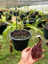 Load image into Gallery viewer, N. rafflesiana - Specimen 3
