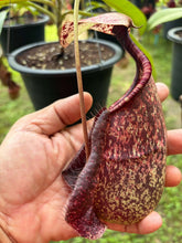 Load image into Gallery viewer, N. rafflesiana - Specimen 4

