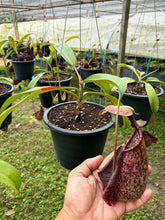 Load image into Gallery viewer, N. rafflesiana - Specimen 4
