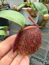 Load image into Gallery viewer, N. ampullaria - Specimen 1
