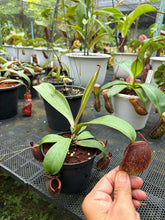 Load image into Gallery viewer, N. ampullaria - Specimen 1
