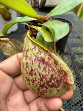 Load image into Gallery viewer, N. Hookeriana - Specimen 5
