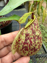 Load image into Gallery viewer, N. Hookeriana - Specimen 5
