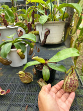 Load image into Gallery viewer, N. Hookeriana - Specimen 5
