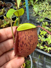 Load image into Gallery viewer, N. ampullaria - Specimen 2
