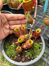 Load image into Gallery viewer, N. ampullaria - Specimen 2
