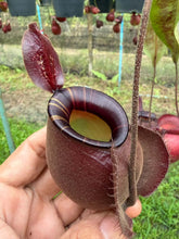 Load image into Gallery viewer, N. viking x ampullaria 'Black Miracle'
