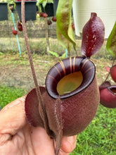 Load image into Gallery viewer, N. viking x ampullaria 'Black Miracle'
