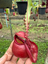 Load image into Gallery viewer, N. mirabilis var. 'Trang-Bizarre' x (viking x ampullaria) - Specimen 1
