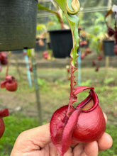 Load image into Gallery viewer, N. mirabilis var. 'Trang-Bizarre' x (viking x ampullaria) - Specimen 1
