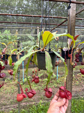 Load image into Gallery viewer, N. mirabilis var. 'Trang-Bizarre' x (viking x ampullaria) - Specimen 1
