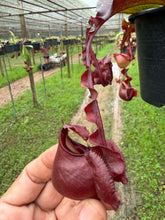 Load image into Gallery viewer, N. Hookeriana x ((mirabilis var. 'Trang-Bizarre' x (viking x ampullaria 'Black Miracle')) - Specimen 1
