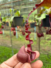 Load image into Gallery viewer, N. Hookeriana x ((mirabilis var. 'Trang-Bizarre' x (viking x ampullaria 'Black Miracle')) - Specimen 1
