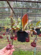 Load image into Gallery viewer, N. Hookeriana x ((mirabilis var. 'Trang-Bizarre' x (viking x ampullaria 'Black Miracle')) - Specimen 1
