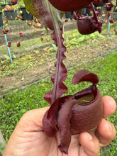 Load image into Gallery viewer, N. Hookeriana x ((mirabilis var. 'Trang-Bizarre' x (viking x ampullaria 'Black Miracle')) - Specimen 2
