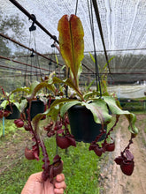 Load image into Gallery viewer, N. Hookeriana x ((mirabilis var. 'Trang-Bizarre' x (viking x ampullaria 'Black Miracle')) - Specimen 2
