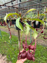 Load image into Gallery viewer, N. Hookeriana x ((mirabilis var. 'Trang-Bizarre' x (viking x ampullaria 'Black Miracle')) - Specimen 3
