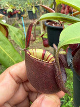 Load image into Gallery viewer, N. viking x (viking x ampullaria 'Black Miracle') - Specimen 1
