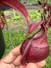Load image into Gallery viewer, N. rafflesiana x ((mirabilis var. 'Trang-Bizarre) x (viking x ampullaria)) - Specimen 1
