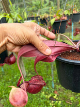 Load image into Gallery viewer, N. rafflesiana x ((mirabilis var. 'Trang-Bizarre) x (viking x ampullaria)) - Specimen 1
