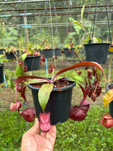 Load image into Gallery viewer, N. rafflesiana x ((mirabilis var. 'Trang-Bizarre) x (viking x ampullaria)) - Specimen 1
