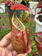 Load image into Gallery viewer, N.hirsuta x rafflesiana
