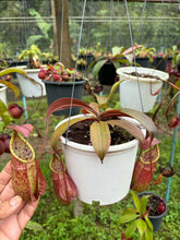 Load image into Gallery viewer, N.hirsuta x rafflesiana
