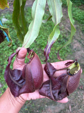 Load image into Gallery viewer, N. mirabilis var. 'Trang-Bizarre' x ampullaria 'Black Miracle'

