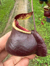 Load image into Gallery viewer, N.(viking x Hookeriana) x (viking x ampullaria 'Black Miracle') - Specimen 1
