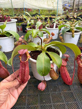 Load image into Gallery viewer, N. northiana x veitchii - Specimen 1
