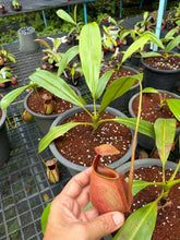 Load image into Gallery viewer, N. bicalcarata - Specimen 1
