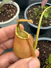 Load image into Gallery viewer, N. rafflesiana x bicalcarata
