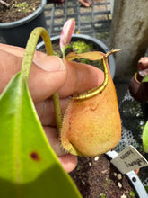 Load image into Gallery viewer, N. rafflesiana x bicalcarata
