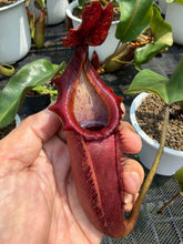 Load image into Gallery viewer, N.veitchii x [northiana x (lowii x veitchii) x boschiana)]
