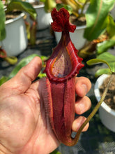 Load image into Gallery viewer, N.veitchii x [northiana x (lowii x veitchii) x boschiana)]
