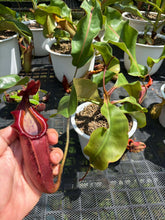 Load image into Gallery viewer, N.veitchii x [northiana x (lowii x veitchii) x boschiana)]
