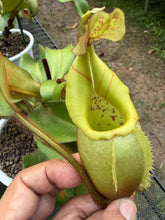 Load image into Gallery viewer, N.veitchii - Specimen 1
