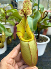 Load image into Gallery viewer, N.veitchii - Specimen 2
