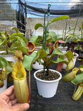 Load image into Gallery viewer, N.veitchii - Specimen 2
