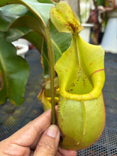 Load image into Gallery viewer, N.veitchii - Specimen 4
