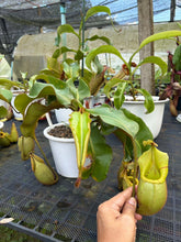 Load image into Gallery viewer, N.veitchii - Specimen 4
