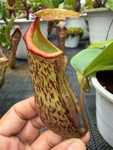 Load image into Gallery viewer, N.campanulata x (boschiana x veitchii) - Specimen 1
