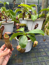 Load image into Gallery viewer, N.campanulata x (boschiana x veitchii) - Specimen 1
